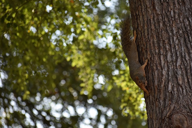 家队比赛横 家队比赛横